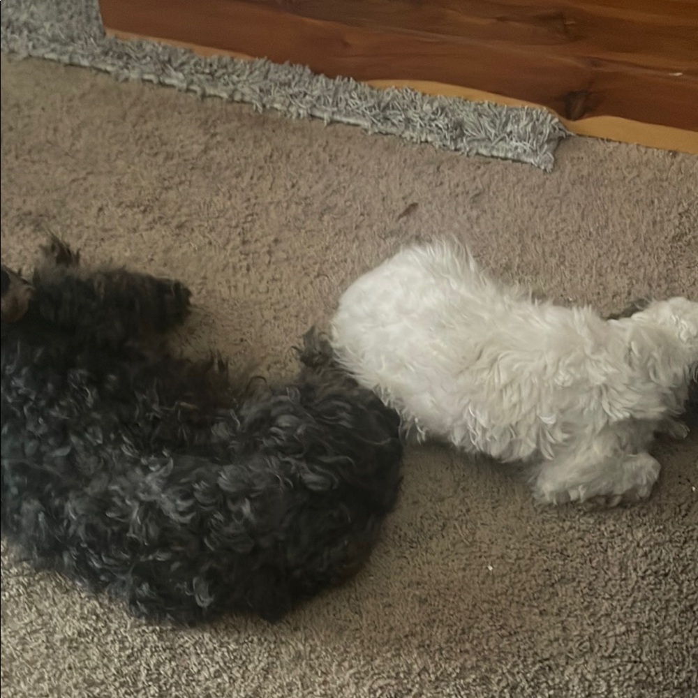 Lululemon leggings and crops and other great items